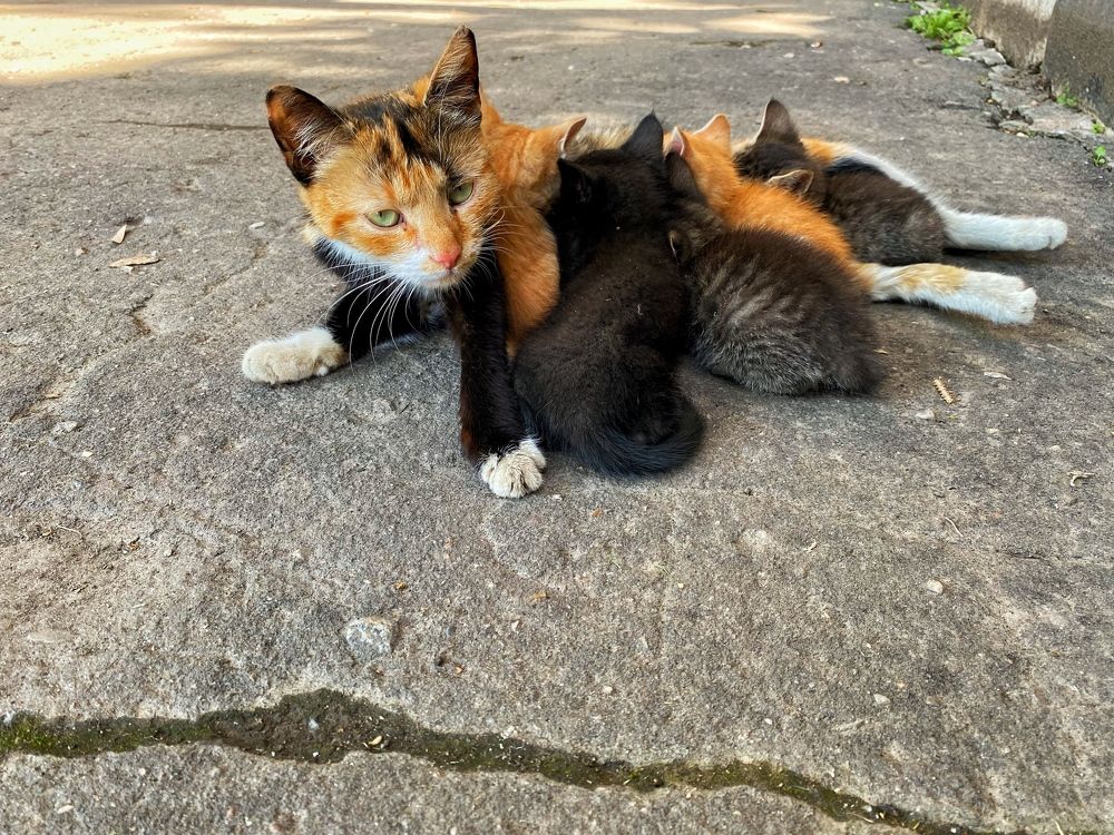 Фотография автора Кирилл Литовский