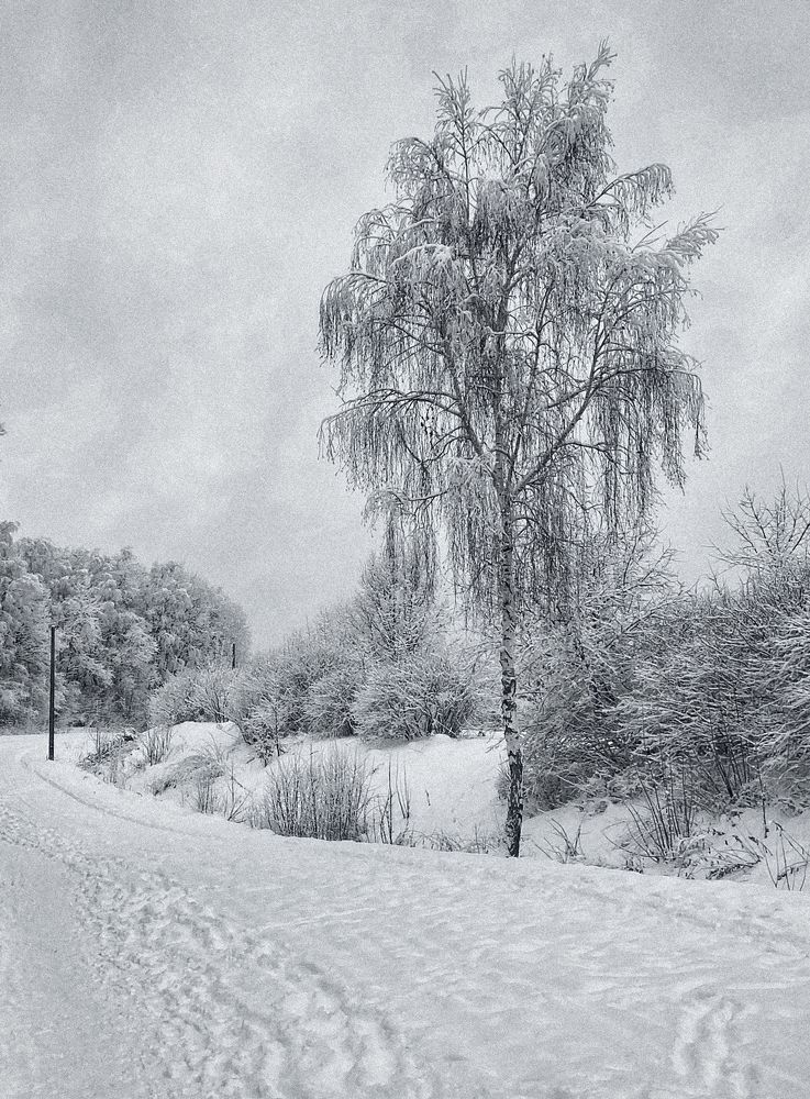 Photograph by Lana Cardi