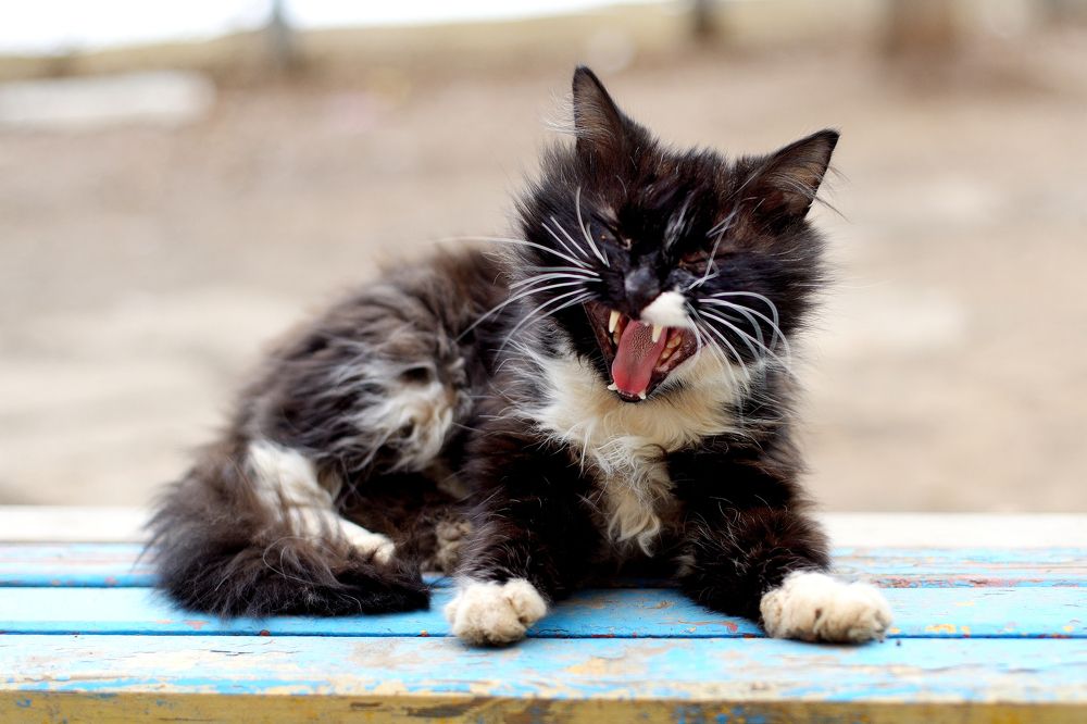 Photograph by Оксана Астрова