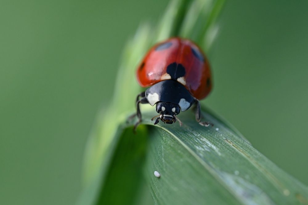Photograph by Алексей Гордеев