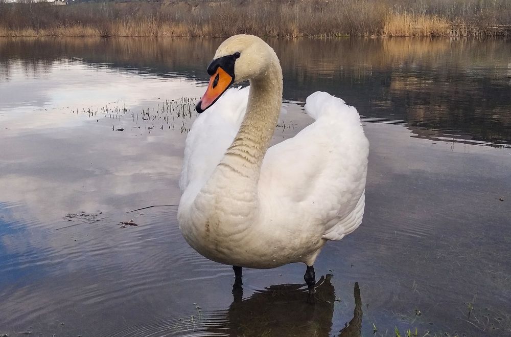 Photograph by Савчук Сергей