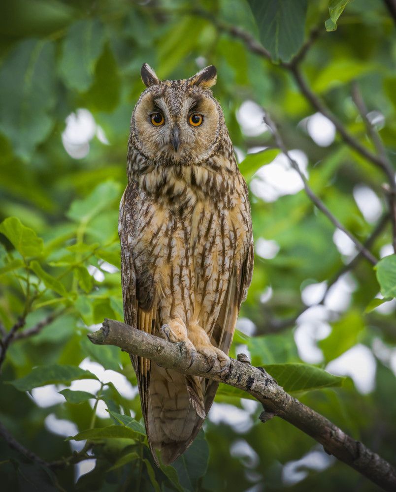 Фотография автора Sebastian Popa