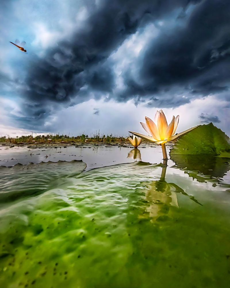 Magical Nature