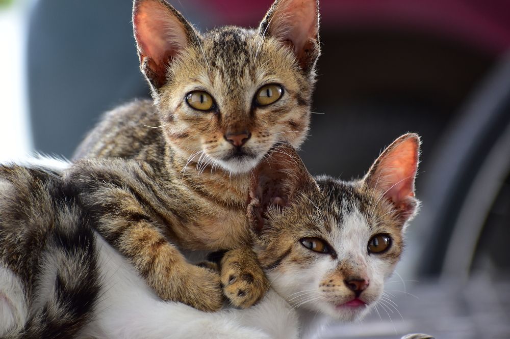 Brothers