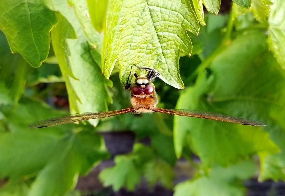 Фотография автора Юлия Кранина