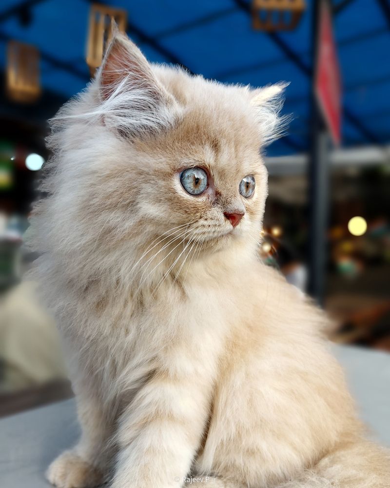 Blue Eyes