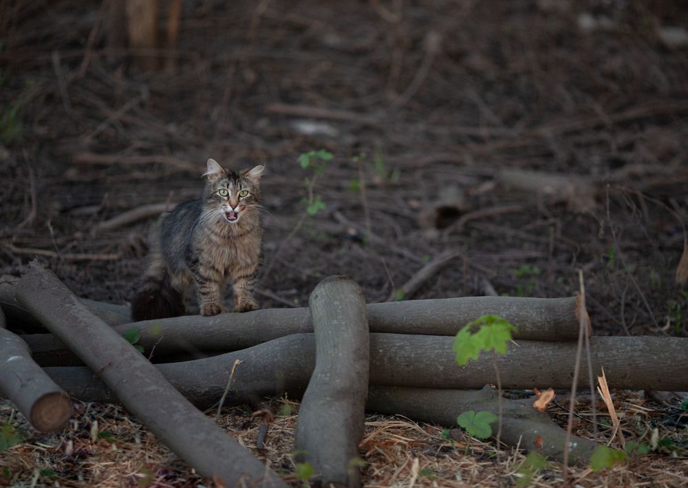Photograph by Марина Сосновская
