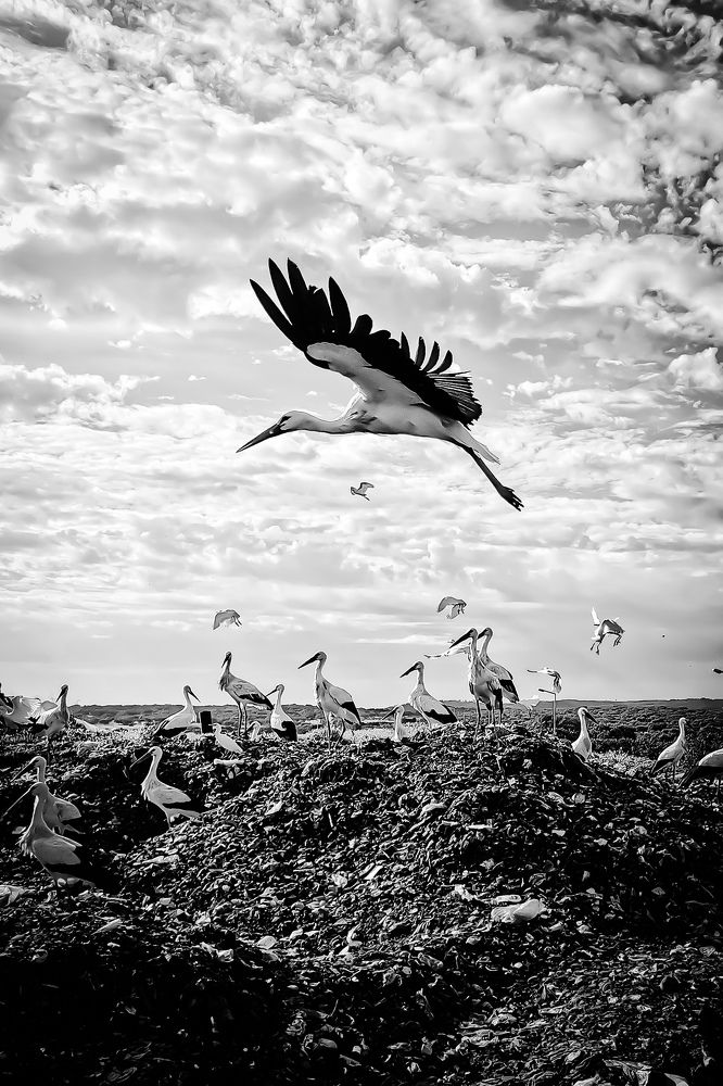 Photograph by Rui Piçarra