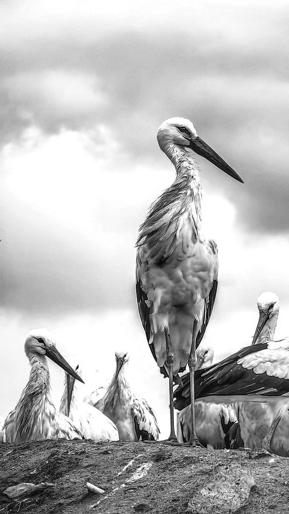 Photograph by Rui Piçarra