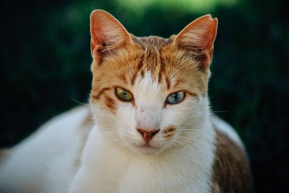 Photograph by Анна Зенкина