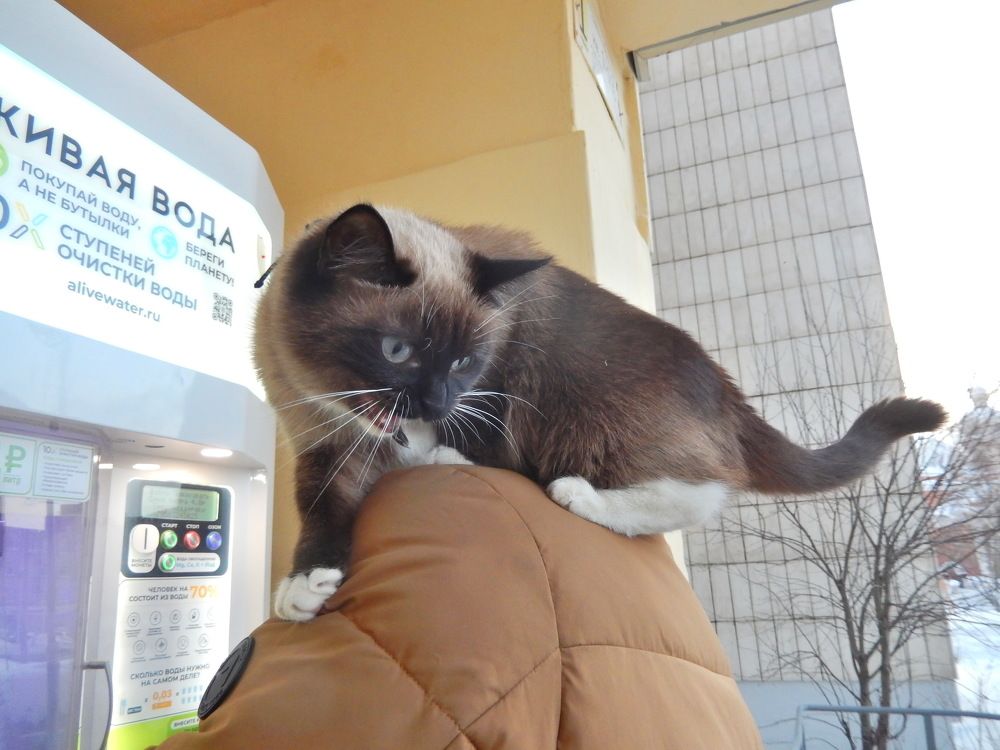 Фотография автора Клавдия Васильева