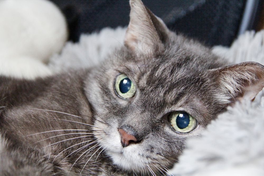 Фотография автора Наталия Мащенко