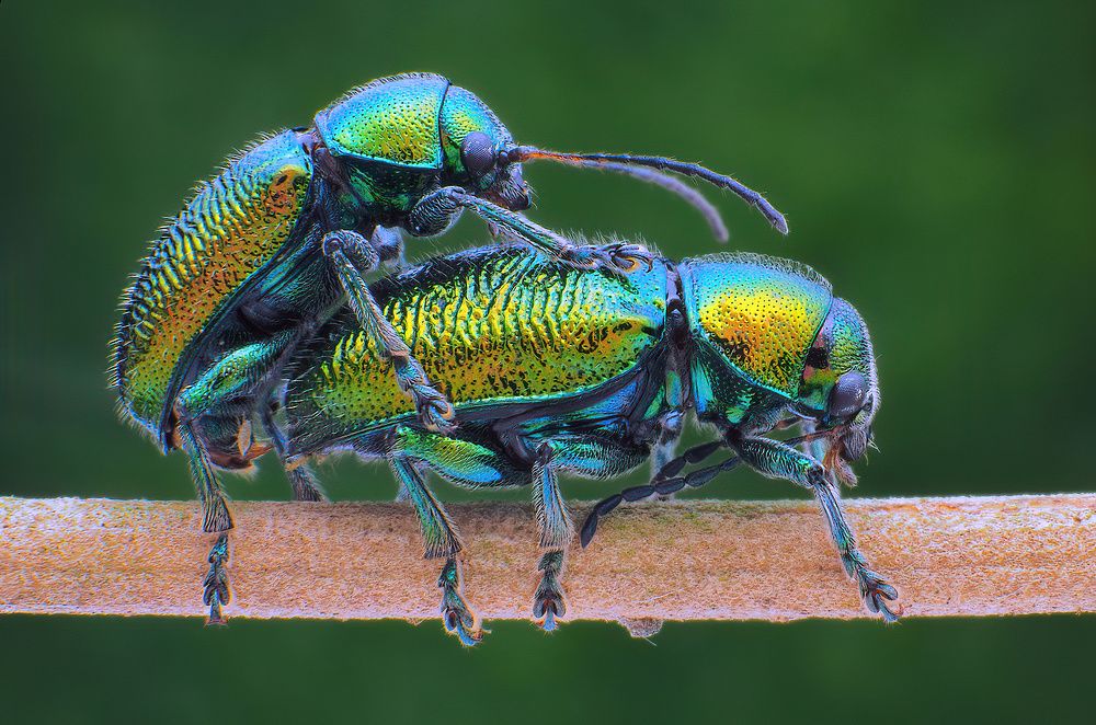 Photograph by Li Chen-You