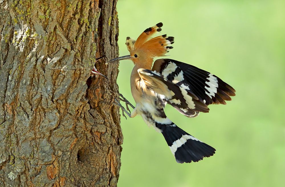 Фотография автора Гусар Александр