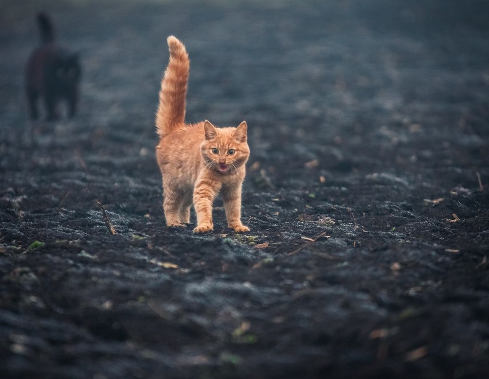Фотография автора 