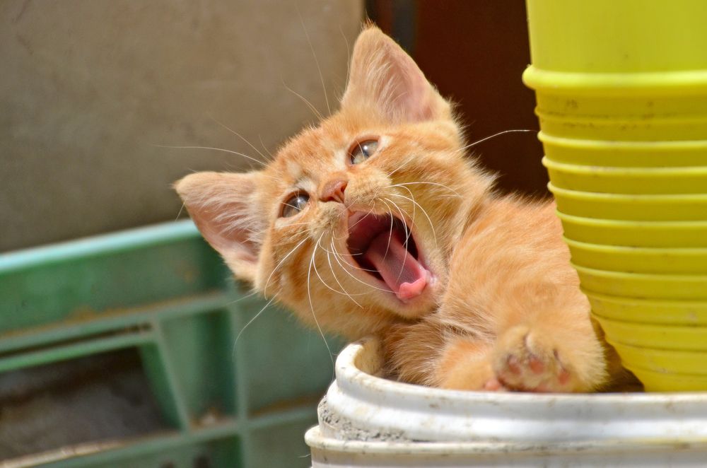 Фотография автора Ibrahim Alkan