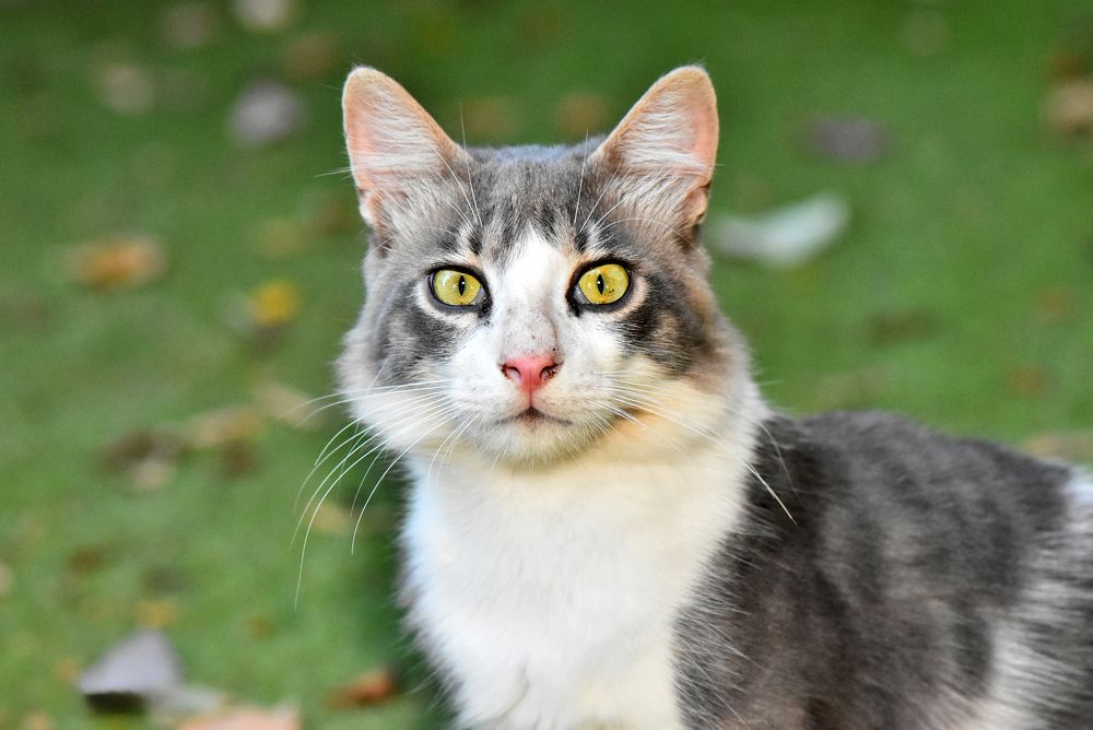 Фотография автора Ibrahim Alkan