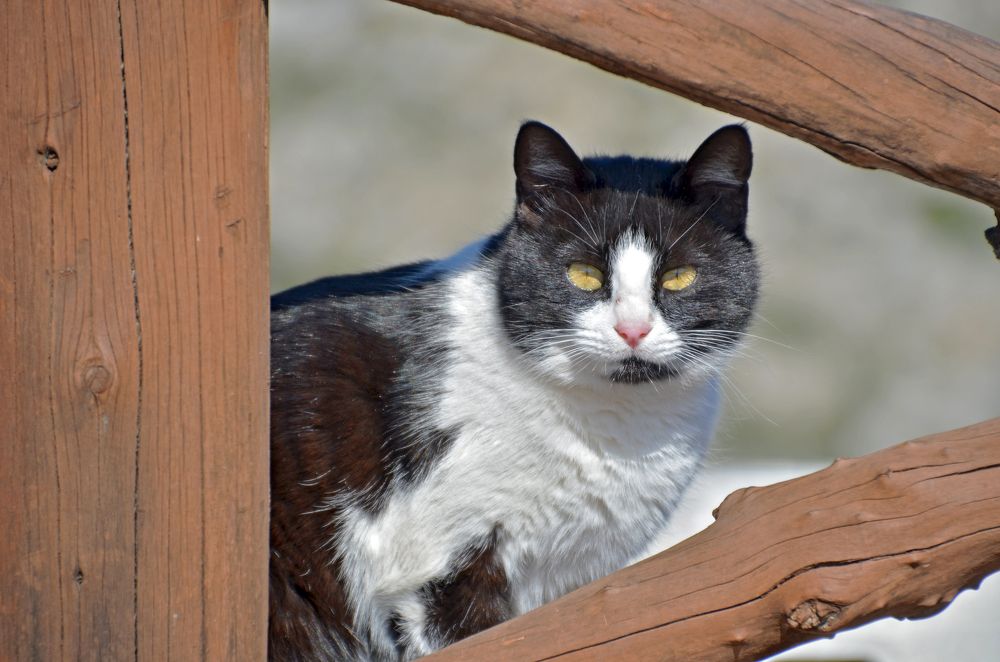 Фотография автора Ibrahim Alkan
