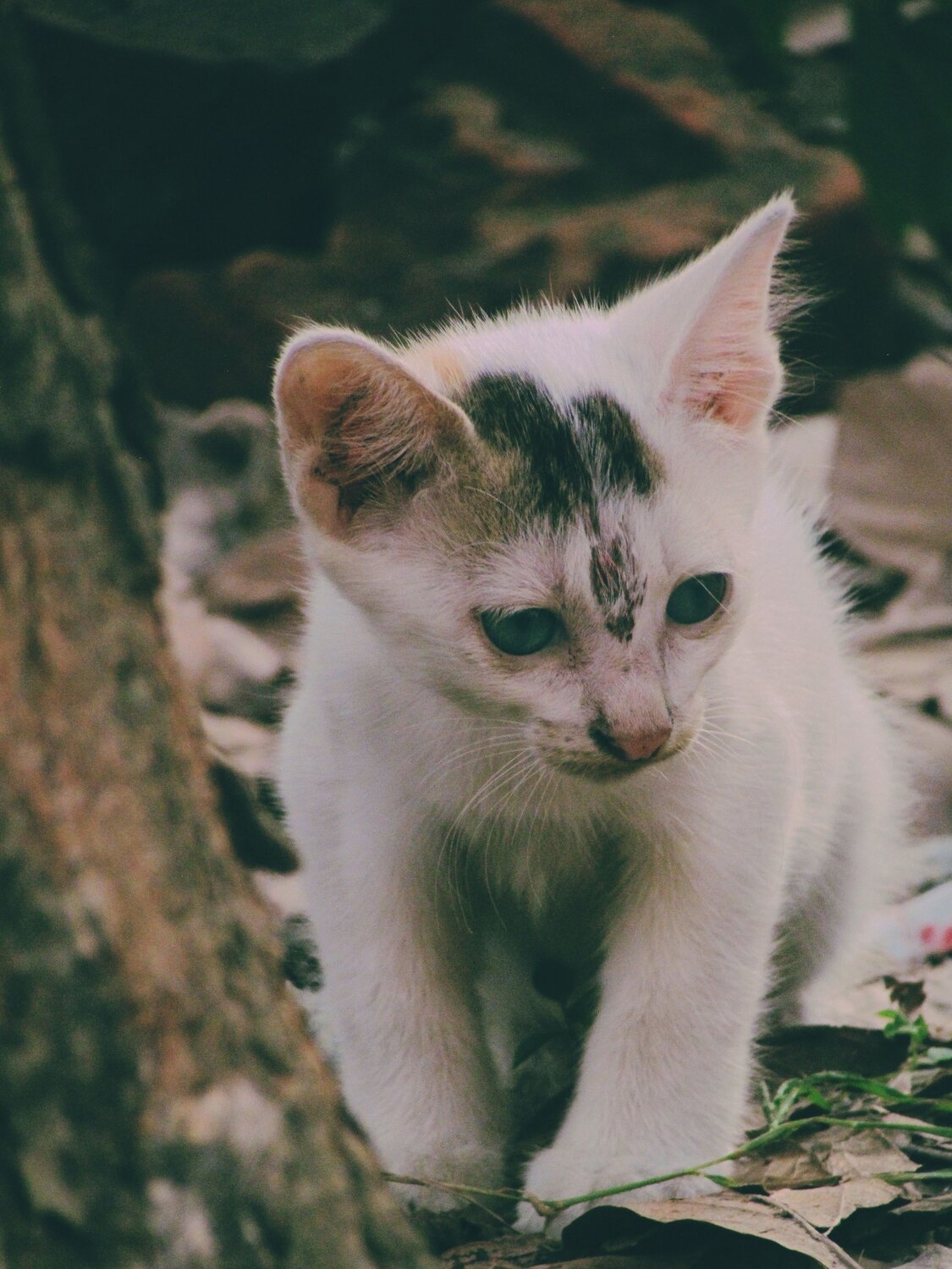Photo #10699303