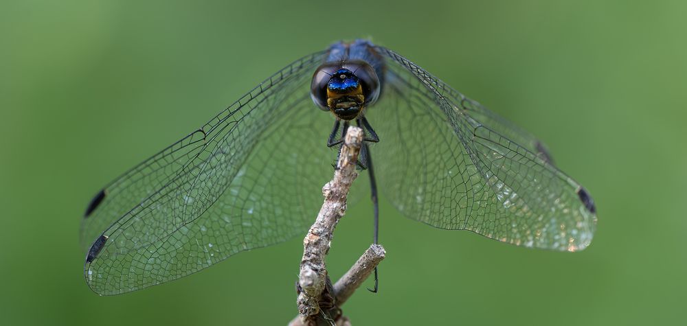 Фотография автора David Botha