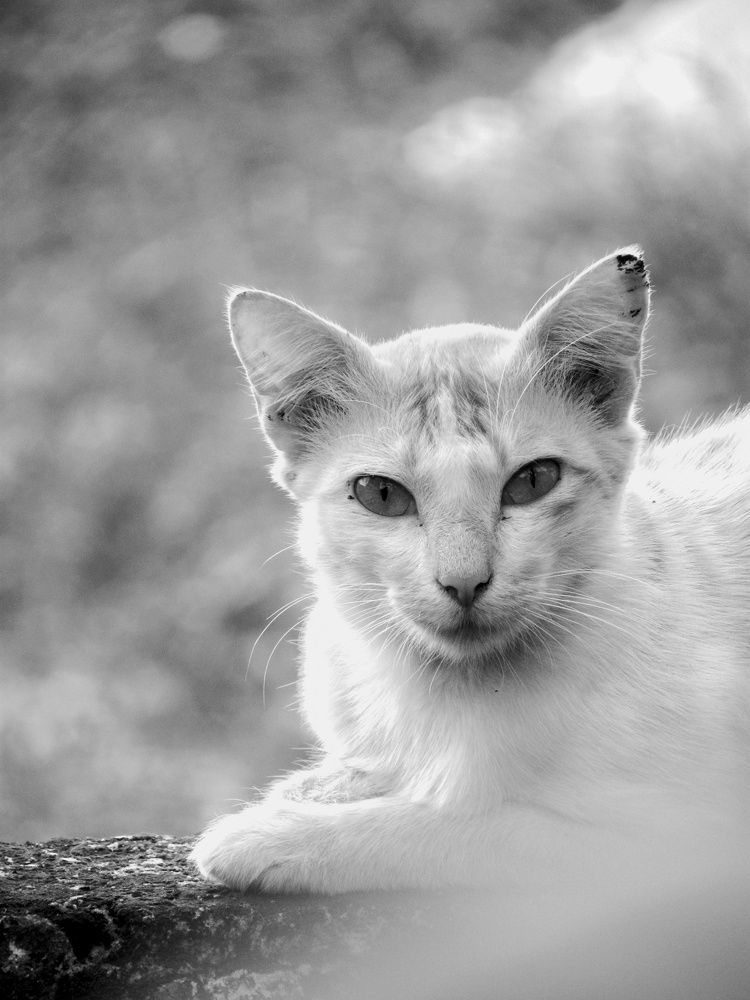Photo #10699340