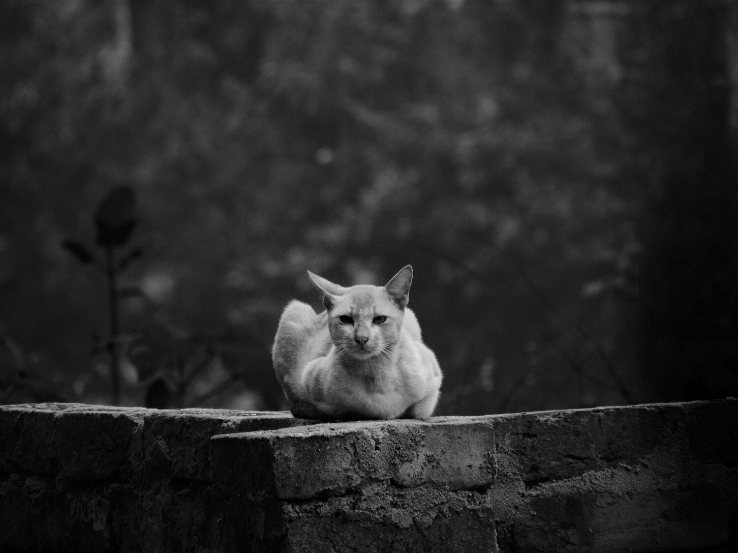 Photo #10699359