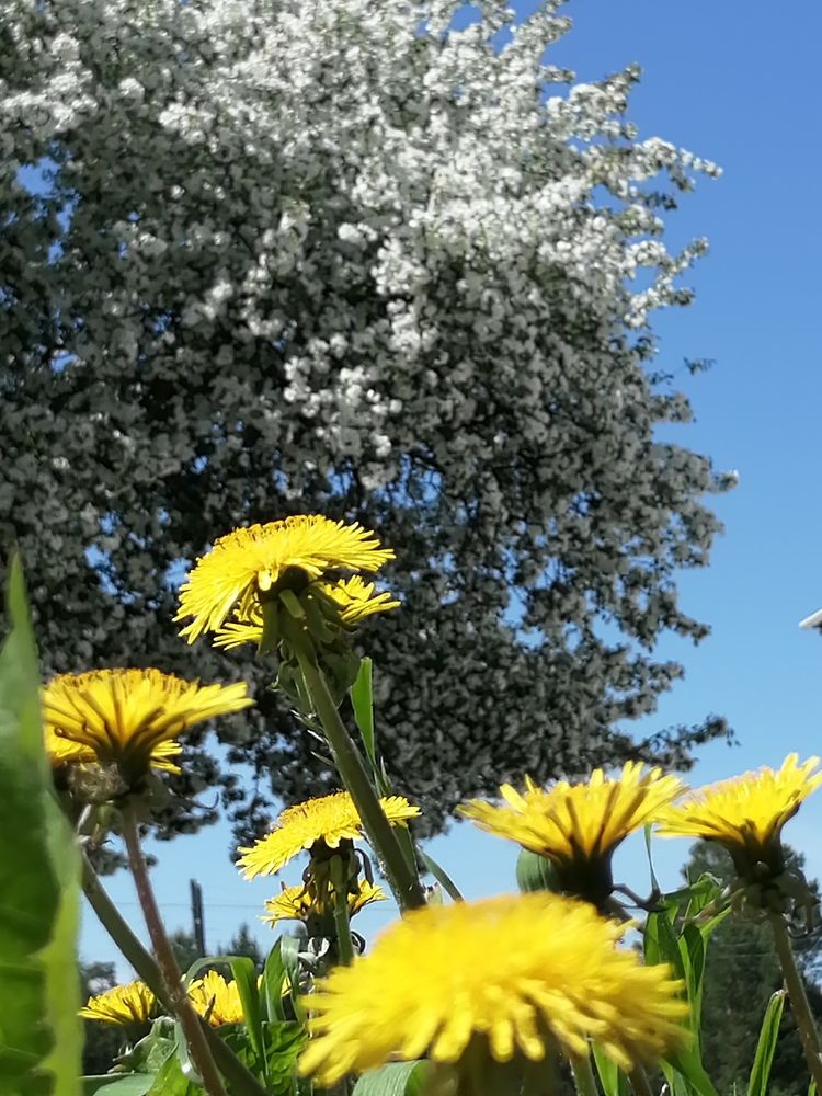 Photograph by Полина Родюкова