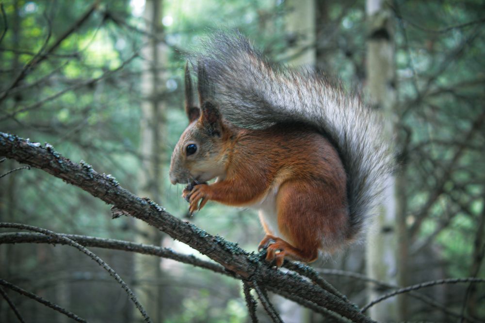 Любительница грецких орехов
