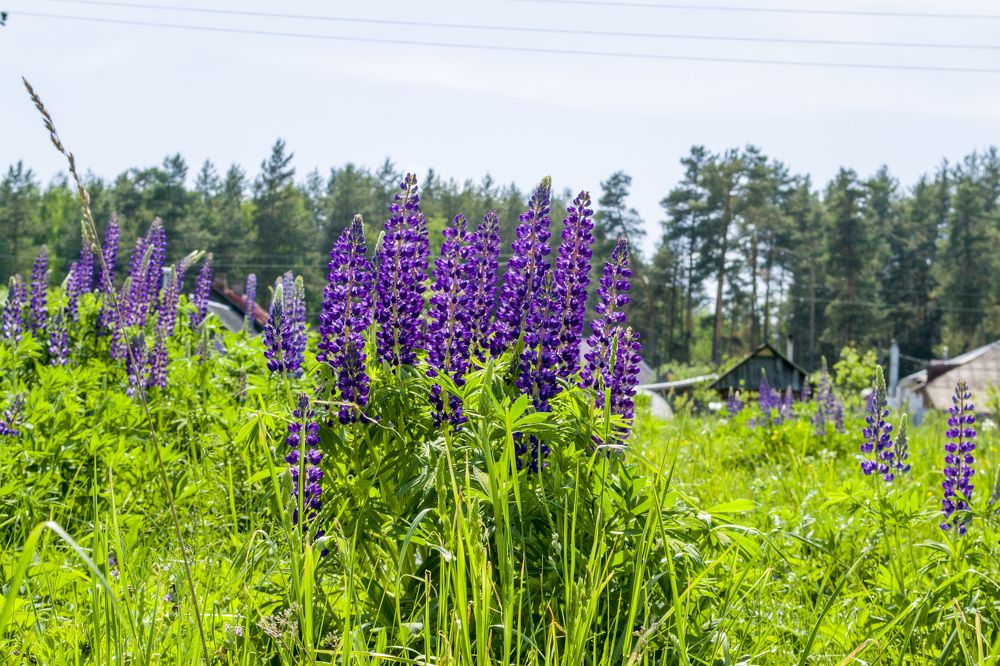 Photograph by Елизавета Большакова