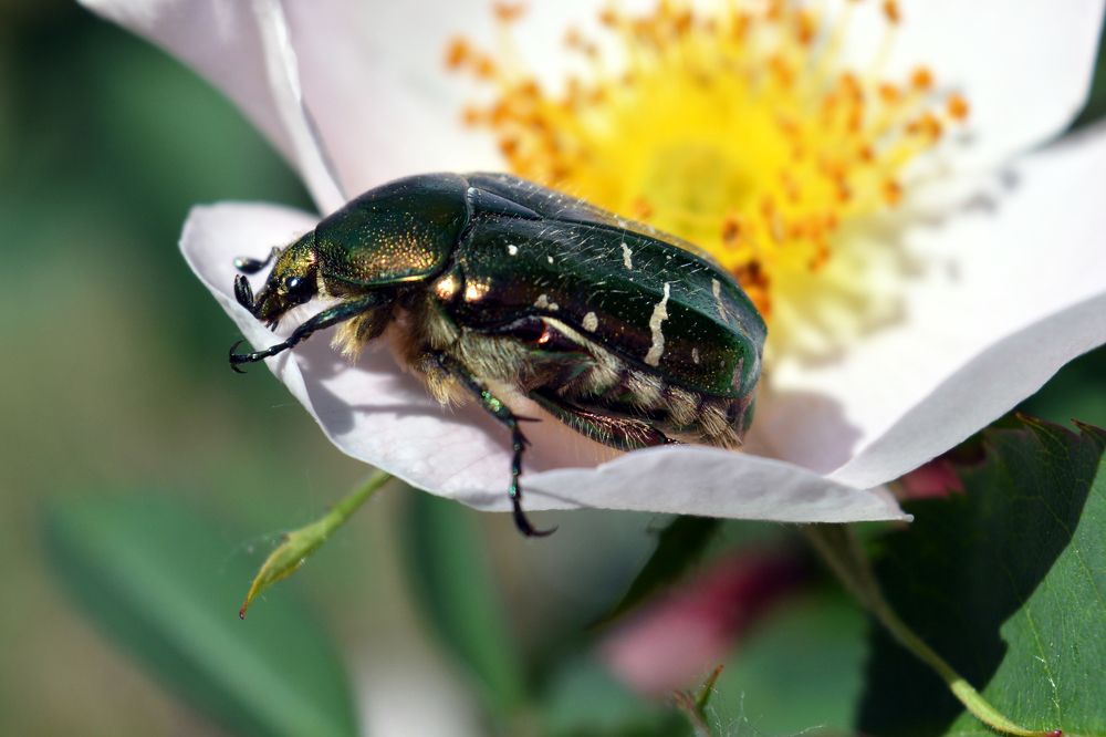 Photograph by Алина Имрановна