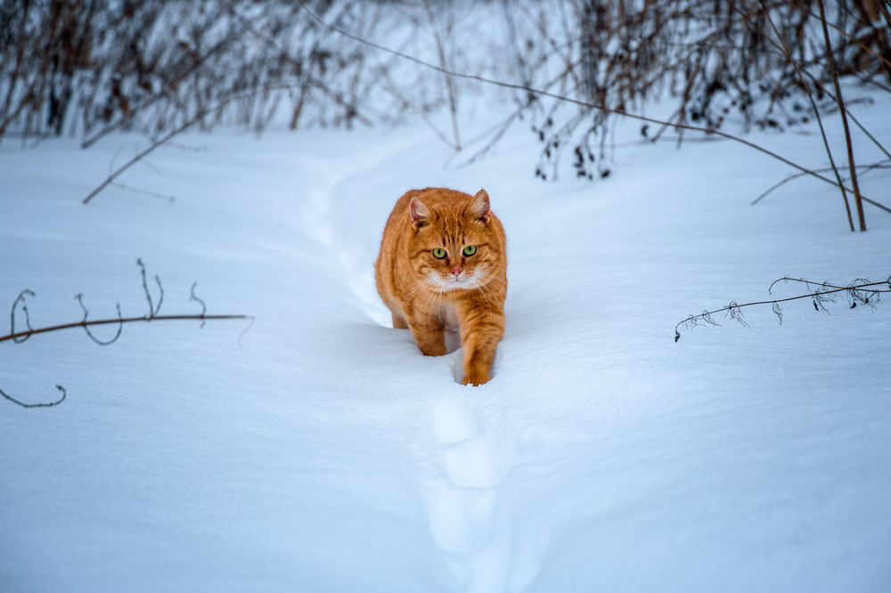 Фотография автора Алексей Карташов
