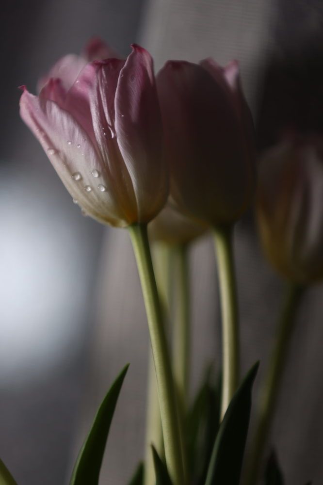 Photograph by Елена Цырюк