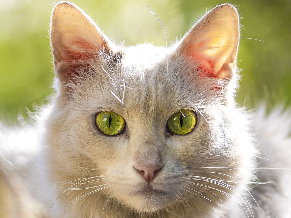 Photograph by Laurentiu Lupascu