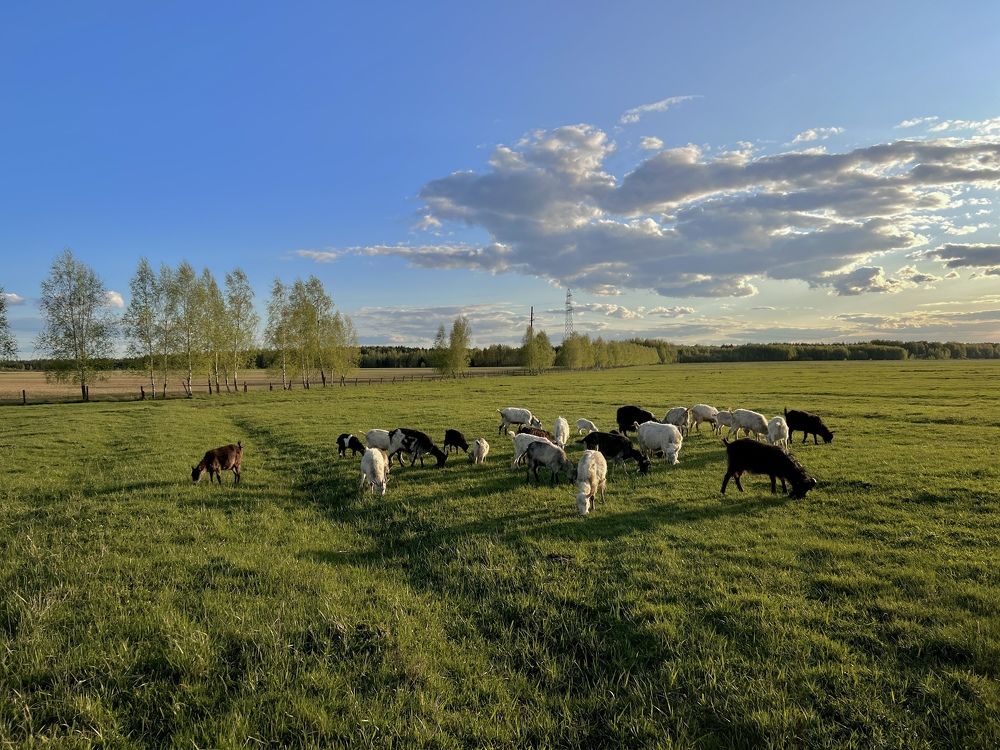Фотография автора Ирина Мосько