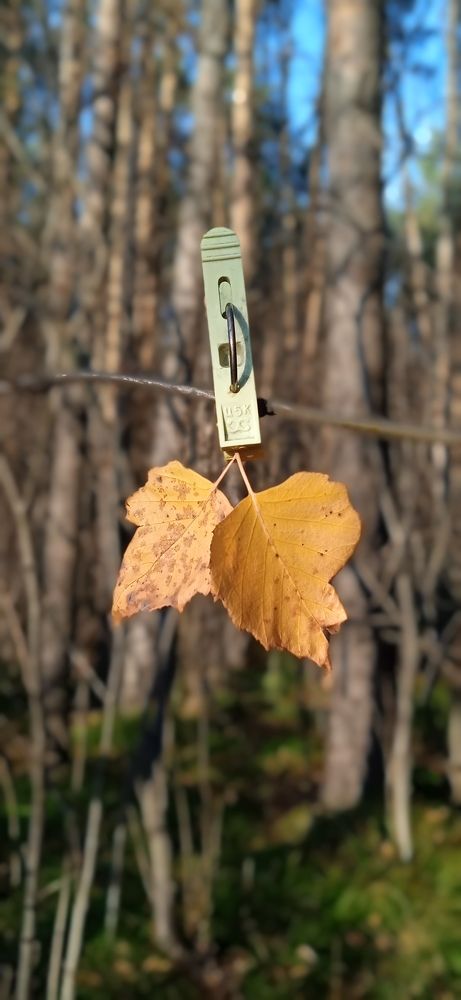 Photograph by Елена Гальцова