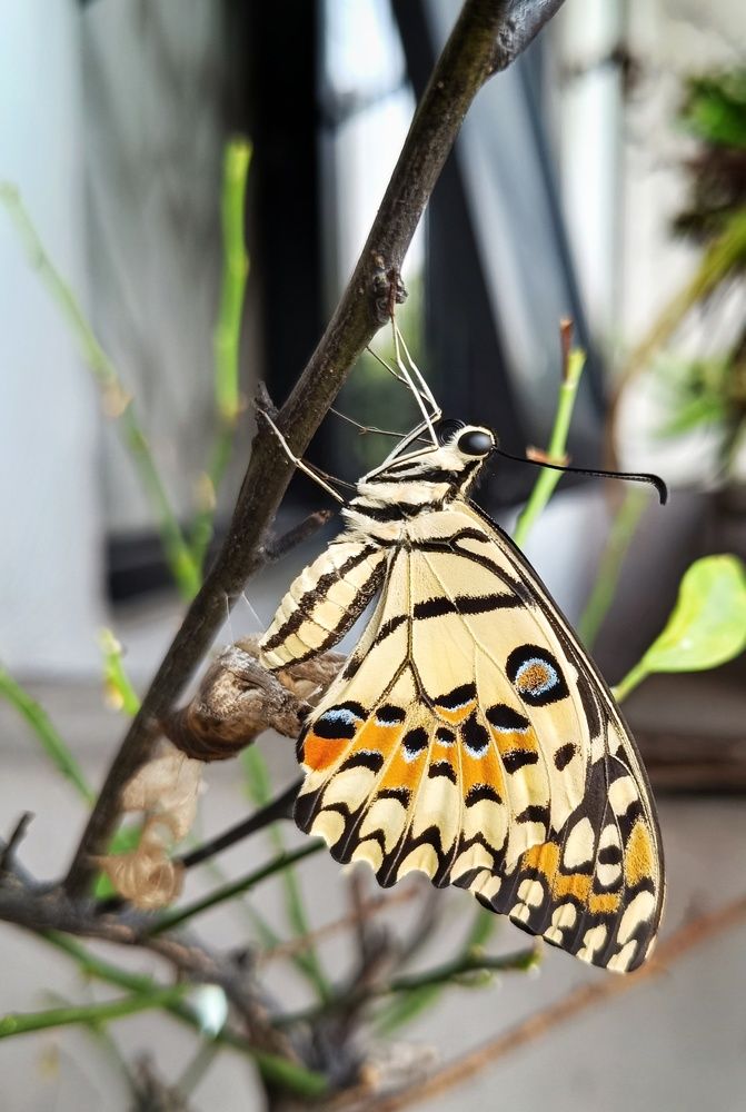 Photograph by  Oscar Simon Wiryahanjaya