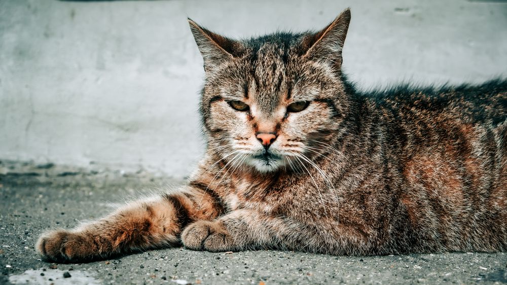 Фотография автора Медведева Елена