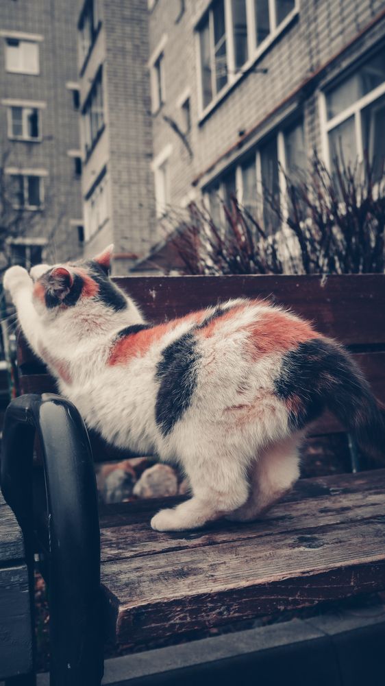 Фотография автора Медведева Елена