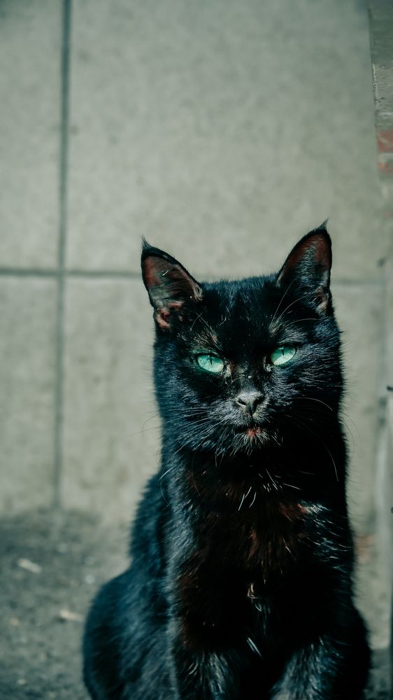 Фотография автора Медведева Елена