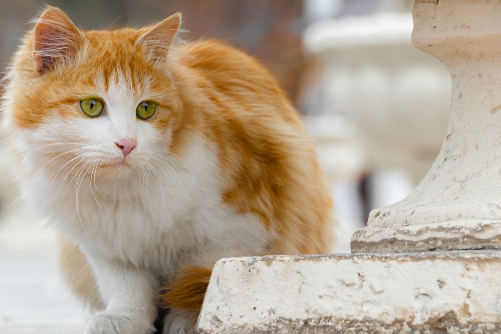 Photograph by Romina Moniri