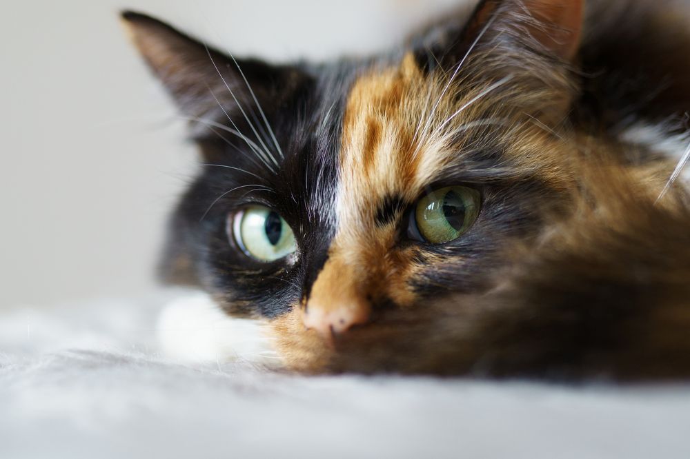 Photograph by Veslava Kaslej