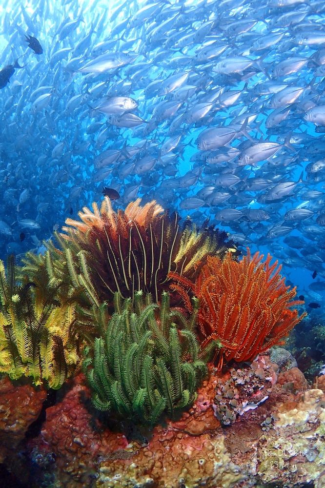 Photograph by Penn De Los Santos