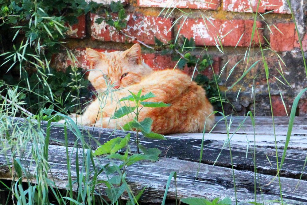 Рыжий отдыхает