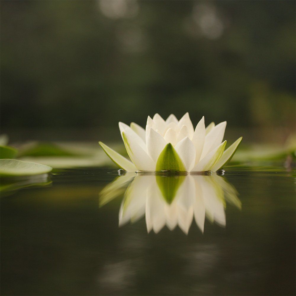 Королева темных вод