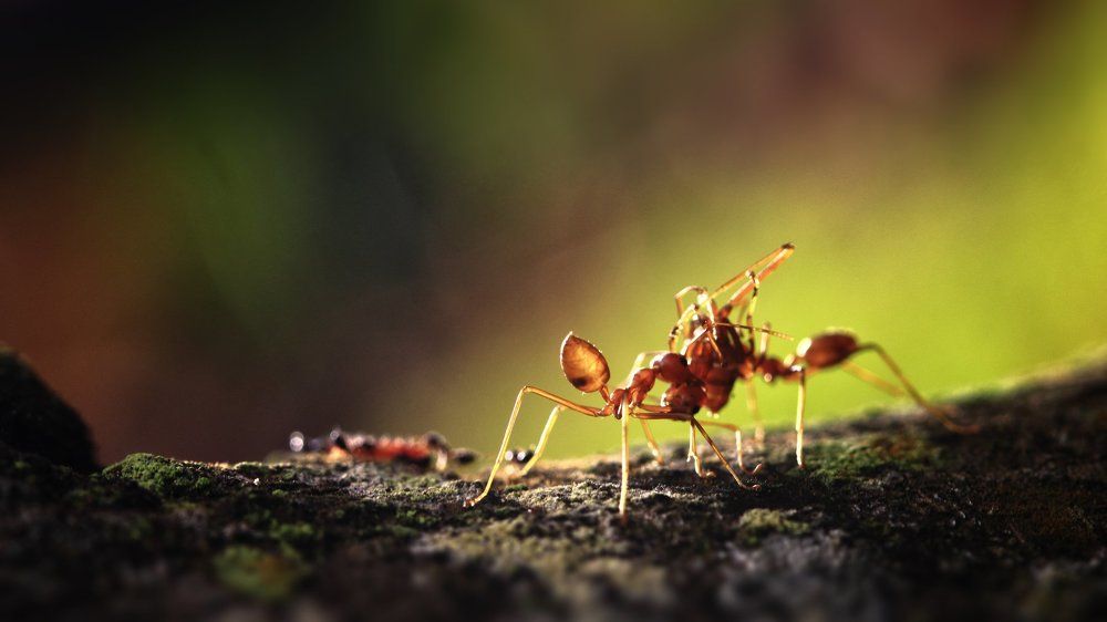 ant battle