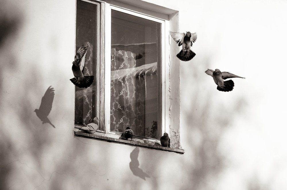 Городские птицы