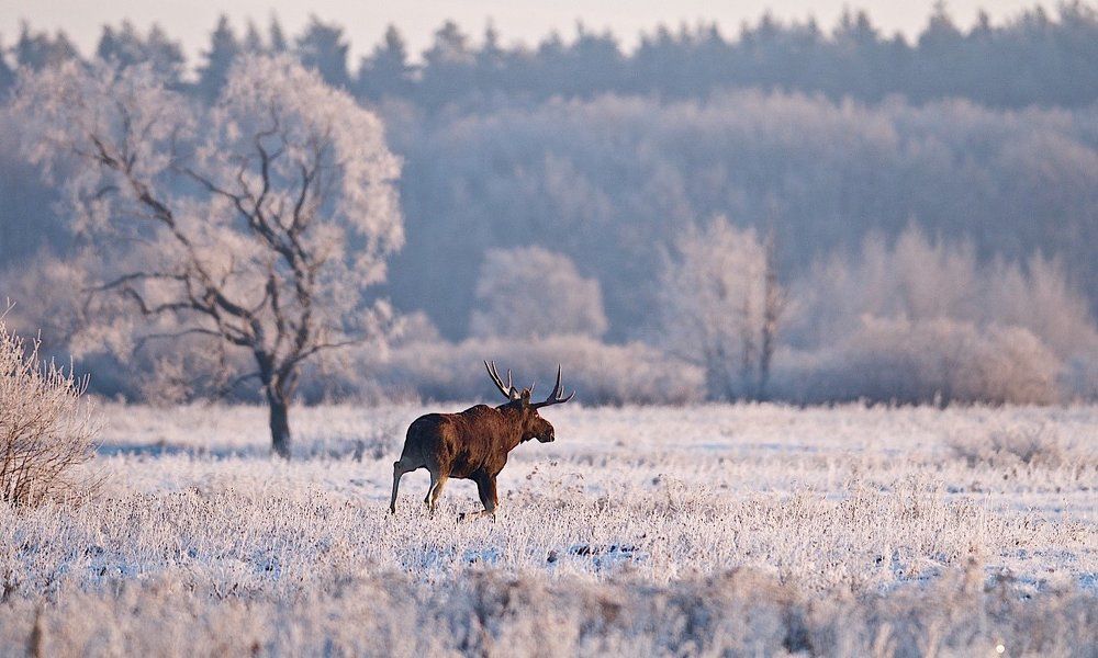 розовый иней