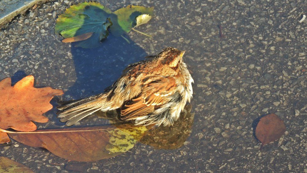 Американский Воробей