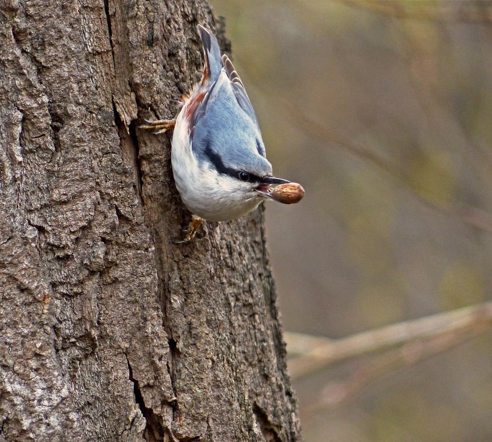 Фотограф орешек хочешь ?