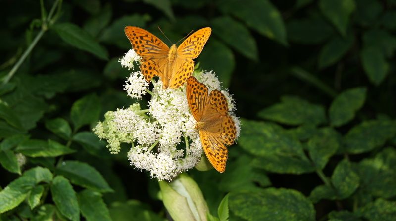Полина, Russia